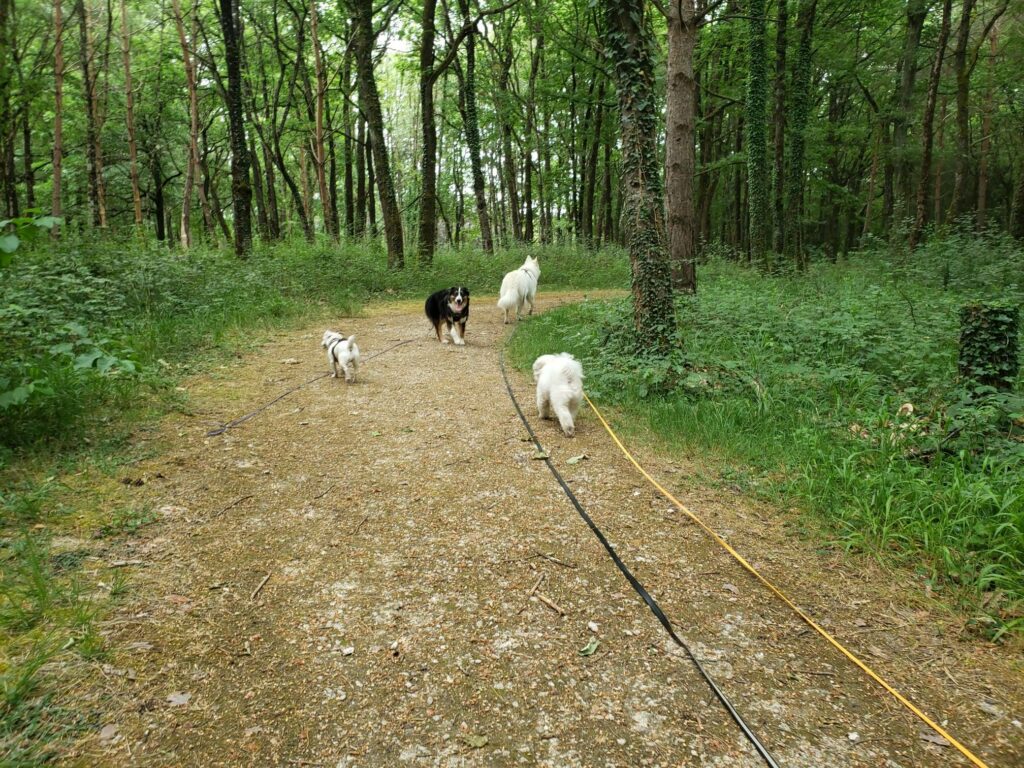 balade-pet-sitting-promenade-photo-4-patte-blanche-bienveillance-mediation-animale-noemie-duchamp-tours-region-centre-indre-loire-cher-zootherapie-animaux-chien-lapin-hamster-bien-etre-therapie